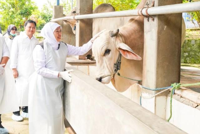 Gubernur Khofifah Jamin Ketersediaan dan Kesehatan Hewan Kurban Jatim Jelang Idul Adha 2025