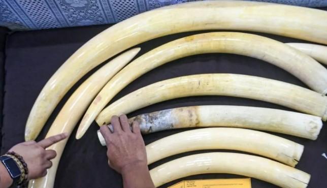 Bareskrim Gagalkan Penyelundupan Gading Gajah Ilegal Senilai Rp2,38 Miliar dan Tangkap Sindikat Pelaku