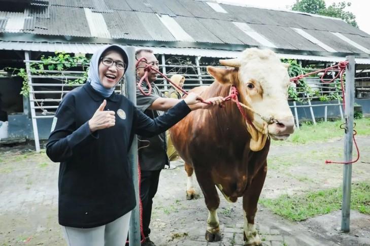 Sapi Asal Lumajang Jadi Hewan Kurban Presiden, Bobot Tembus 900 Kilogram