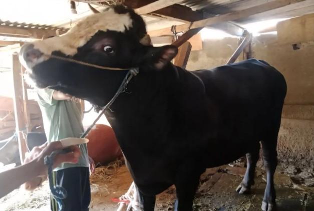 Presiden Prabowo Beli Sapi Peternak Malang untuk Kurban, Seberat 950 Kilogram seharga Rp75 Juta