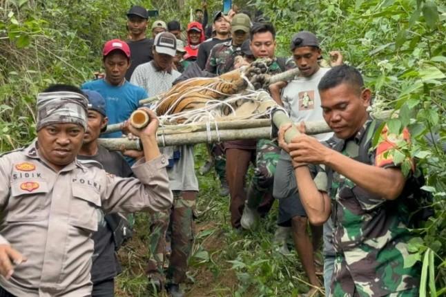 Lima Kasus Sejak 2024: Perambahan Liar Picu Konflik Harimau-Manusia di TNBBS