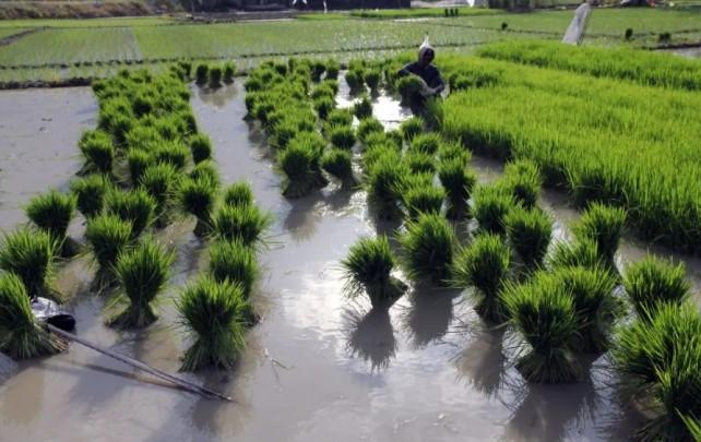 Fokus pada Sektor Pertanian, Kelautan, dan Energi Terbarukan untuk Hadapi Dampak Perubahan Iklim