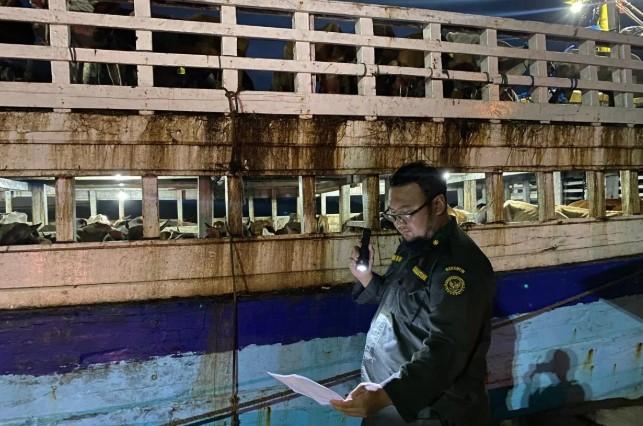 Sapi di Pangkalpinang Terjangkit Virus BVD, Pemerintah Babel Perketat Pengawasan Ternak
