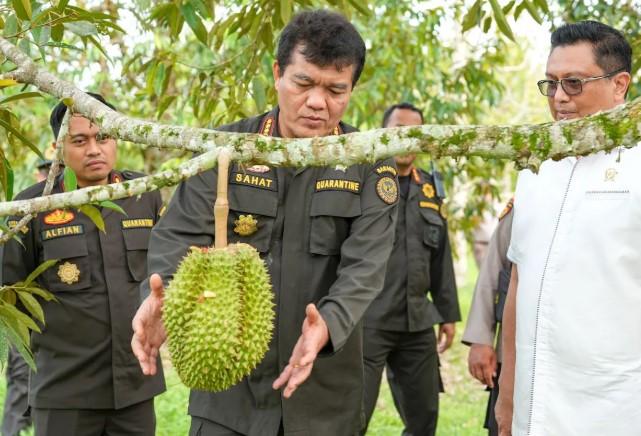 Ekspor Durian Beku RI Resmi Dibuka ke China, Barantin Pastikan Standar Ketat dan Jamin Ketertelusuran
