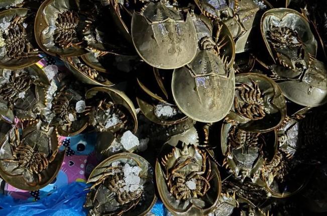1.519 belangkas beserta hasil laut lainnya diamankan di gudang penimbunan sebelum sempat dikirimkan ke luar negeri
