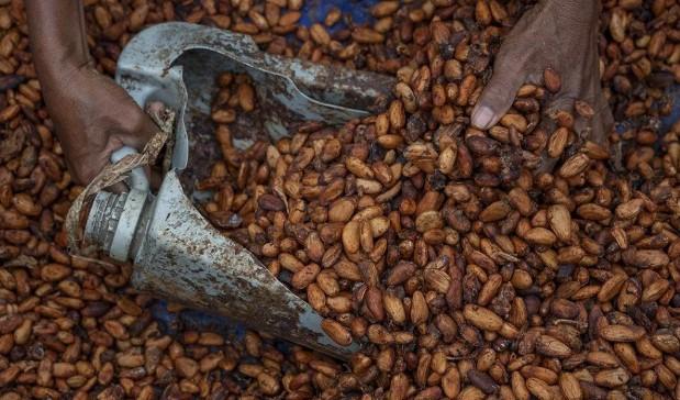 Curah Hujan Ganggu Produksi, Harga Biji Kakao Naik Lebih dari 14 Persen