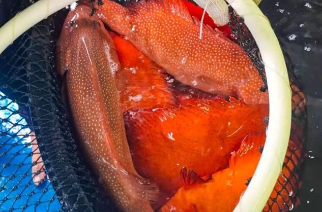 KKP Ungkap Alasan Kapal Hongkong Tak Lagi Jemput Ikan dari Natuna dan Anambas