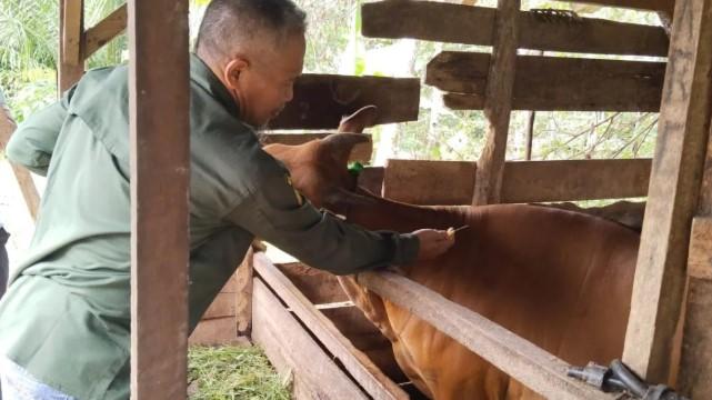 OKU Lanjutkan Vaksinasi Hewan Ternak, 500 Dosis Disiapkan untuk Cegah Penyakit Mulut dan Kuku