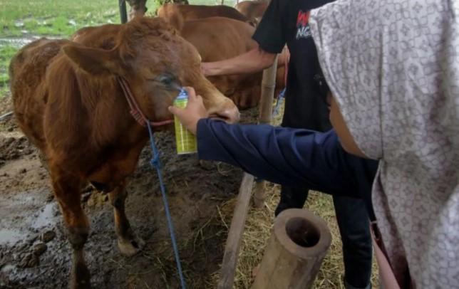 Pakar Unair Beberkan Kriteria Hewan Kurban Sehat Menjelang Idul Adha