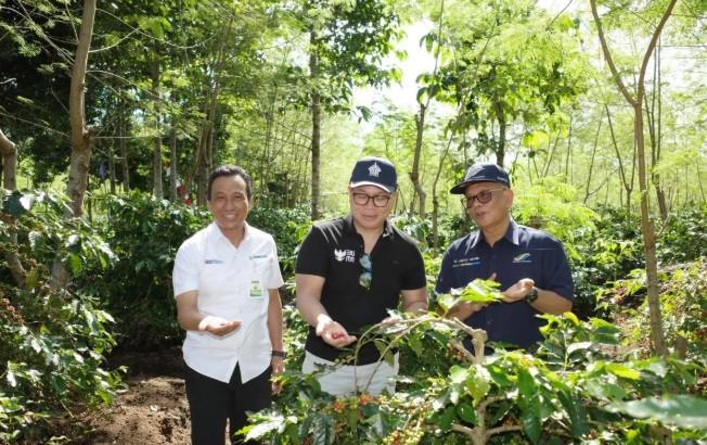Peremajaan Kebun Kopi Ijen Dorong Produktivitas dan Perluas Ekspor Global