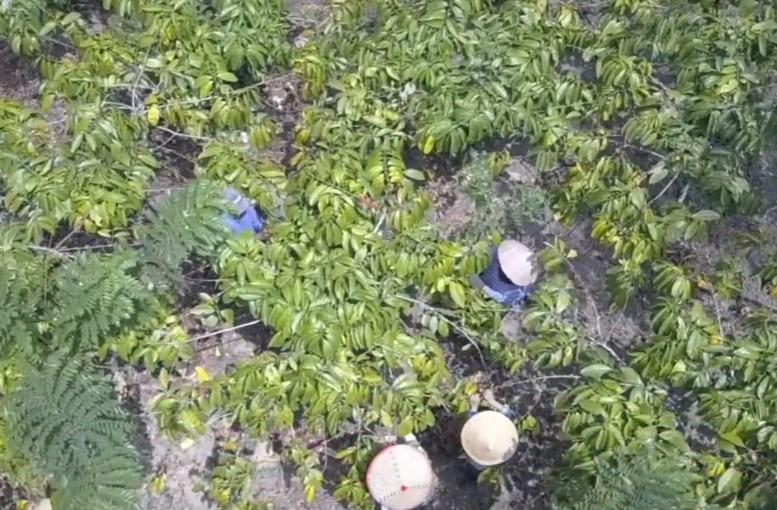 Desa Sido Mulyo Jember Dilirik Wisatawan Jepang, Kembangkan Penginapan Lewat Koperasi