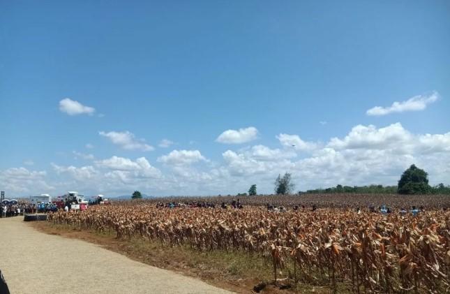 Presiden Prabowo Hadiri Panen Raya Jagung di Kalbar, Tegaskan Komitmen Jadi Lumbung Pangan Dunia