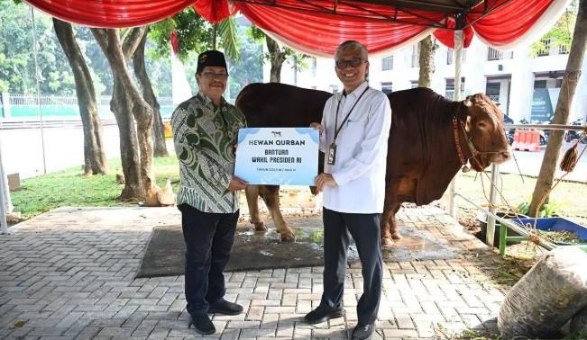 Sapi Limousin Kurban Wapres Gibran Siap Disembelih di Istiqlal, Ribuan Anak Yatim Akan Terima Nasi Boks