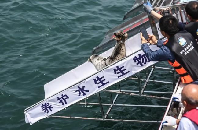 Sembilan Anjing Laut Tutul Dilepasliarkan di Laut Lepas Dalian Usai Rehabilitasi