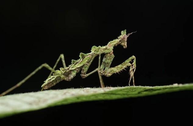 Wu Wanli: Dari Lensa Makro ke Pelestarian Alam di Jantung Hutan Hujan China