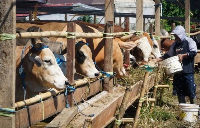 Kurban Nasional Kemendikdasmen: 15,7 Ton Daging untuk 25.000 Mustahik di Lingkungan Pendidikan