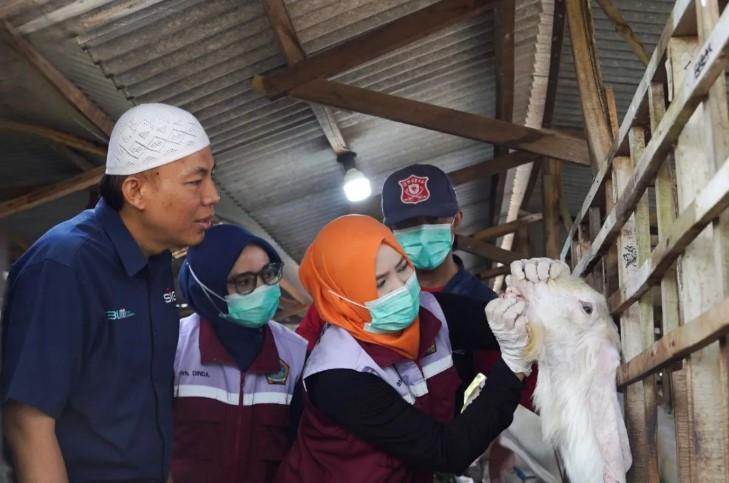 Distribusi 237 Ekor Hewan Kurban oleh SIG Dukung Keharmonisan Sosial di 20 Provinsi