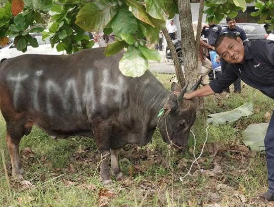 PT Timah Tebar Ratusan Hewan Kurban di Empat Provinsi untuk Pererat Kebersamaan