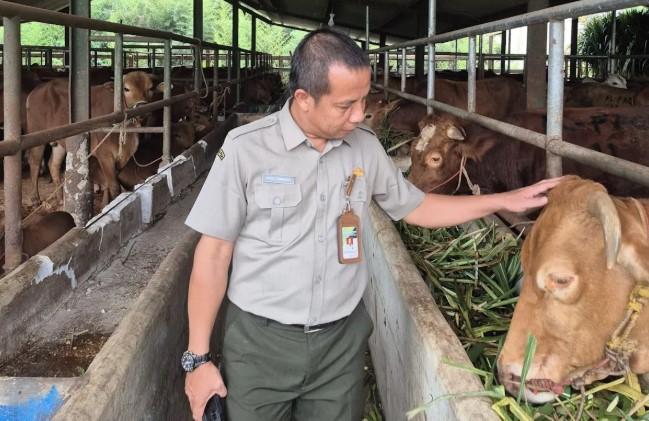 Pengawasan Ketat Sapi Kurban Presiden Demi Syariat dan Kesejahteraan Hewan