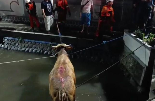 Sapi Kurban Mengamuk di Tebuireng dan Terjun ke Sungai, Evakuasi Dramatis Warnai Idul Adha