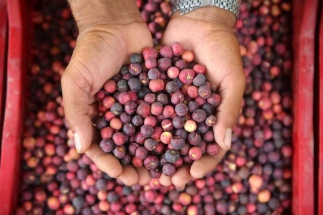 Buah Manis-Asam Ini Jadi Andalan Restoran dan Bakeri Saat Suhu Panas Melanda