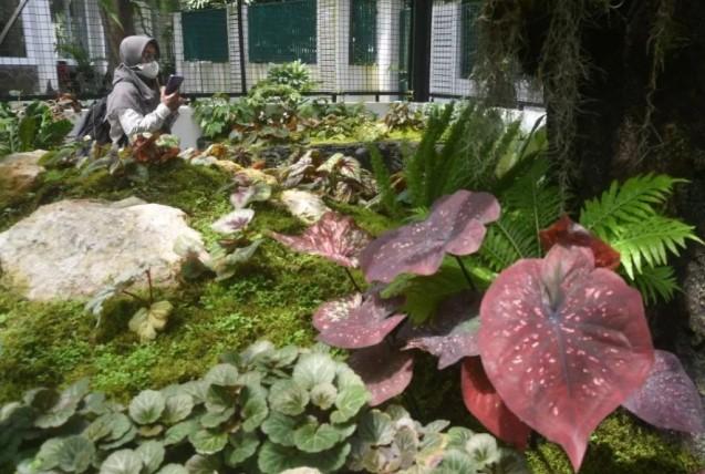 Pendidikan Gratis Masih Perlu Waktu, Dua Spesies Begonia Ditemukan di Kalimantan