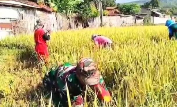 Pemkab Situbondo Dorong Penebusan Pupuk Urea dan NPK untuk Tingkatkan Produksi Padi