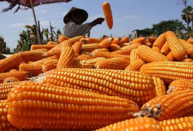 Bapanas: Surplus 380 Ribu Ton hingga Juli, Harga Jagung Petani Tetap Dijaga