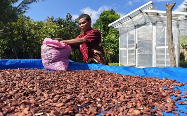 Kenari Alor Bangkitkan Ekonomi Pantar, Dari Dapur Rumah ke Pasar Nasional