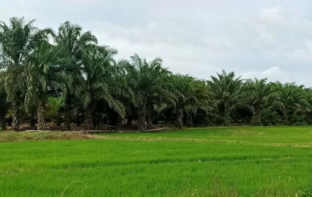 Penajam Paser Utara Susun Perda Lindungi Lahan Sawah dari Alih Fungsi