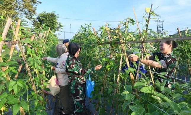TNI AU Perkuat Ketahanan Pangan Lewat Panen Sayur di Lanud Sjamsuddin Noor Banjarmasin