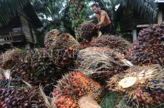 CSIS: Indonesia Perlu Selaraskan Standar Produk Domestik dengan Pasar Global untuk Perkuat Ekspor Berkelanjutan
