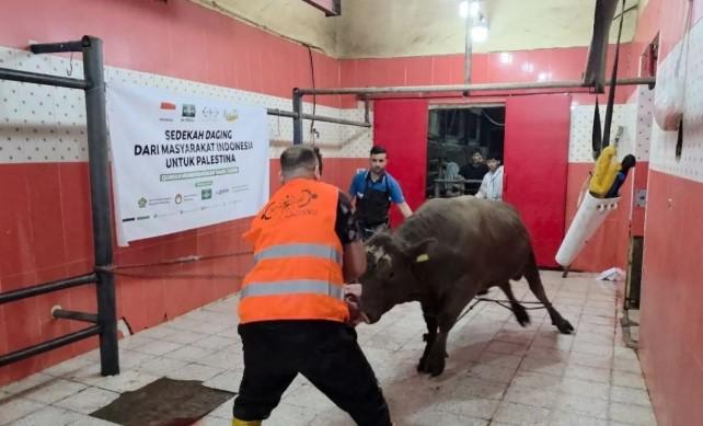 NU Care-Lazisnu Salurkan Daging Kurban untuk 1.400 Keluarga Palestina di Tengah Tantangan Konflik
