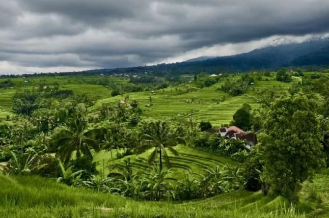 Kerja Sama Pertanian China-Indonesia di Bali Tingkatkan Produksi Padi dan Pariwisata Pedesaan