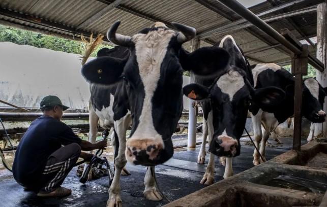 Dukung Impor Sapi, DPR Ingatkan Pemerintah Jangan Matikan Peternak Lokal