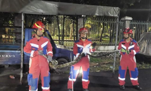 Dua Ular Sanca Sepanjang 3 hingga 4,5 Meter Dievakuasi dari Plafon Rumah dan Toilet Musola di Jakarta Timur