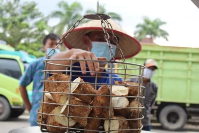 Pemerintah Prabowo-Gibran Akan Larang Impor Singkong dan Tapioka untuk Lindungi Petani dan Ketahanan Pangan