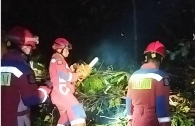 Pohon Petai Cina Tumbang di Kramat Jati Akibat Hujan Angin, Gulkarmat Jaktim Lakukan Evakuasi Dini Hari