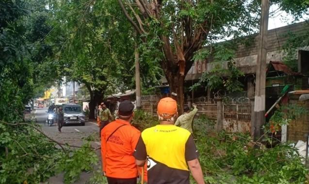 Pohon Lapuk Tumbang di Srengseng, Lalu Lintas Sempat Tersendat