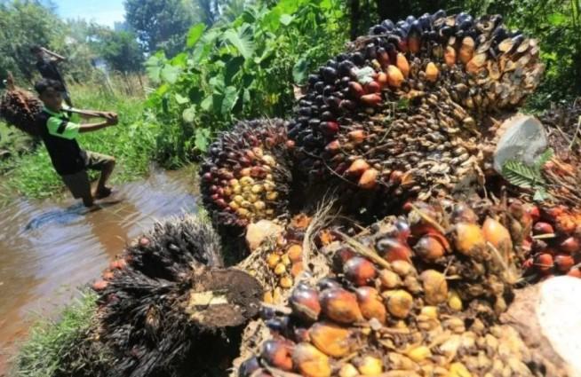 DPR Dorong Produktivitas Sawit Nasional untuk Dukung Kebijakan B40 dan Ketahanan Energi
