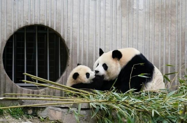 China Umumkan Kelahiran Bayi Panda Raksasa Pertama 2025 dari Induk Panda Linglang