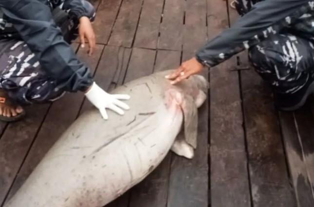 KKP Tangani Kematian Dua Dugong Beruntun di Kalbar, Dorong Edukasi dan Konservasi