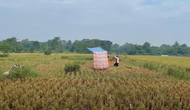 Bulog Cirebon Libatkan 160 Mitra untuk Serap Gabah Petani Cimajakuning Selama Panen Raya 2025