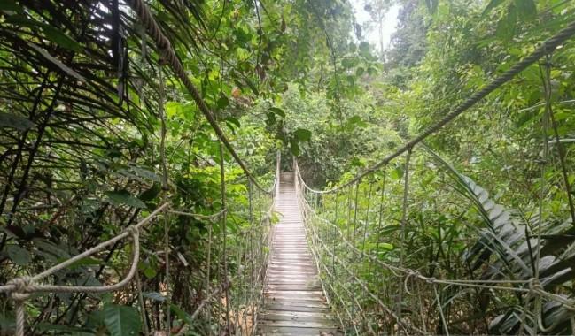 Kalimantan Timur Jadi Pionir Program FCPF-Carbon Fund, Targetkan Penurunan Emisi 22 Juta Ton CO₂