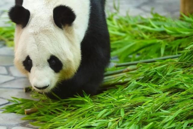 Empat Panda Kelahiran Jepang Tiba di China, Simbol Keberhasilan Kerja Sama Konservasi Dua Negara