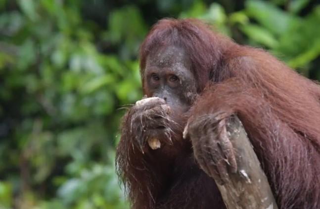 Dukung Rehabilitasi Orang Utan, PalmCo Perkuat Komitmen Lingkungan dan ESG di Industri Sawit