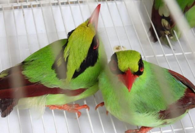Kemenhut Amankan 711 Ekor Burung di Palembang, 112 Termasuk Satwa Dilindungi