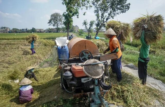 Pemerintah Diingatkan Kelola Beras sebagai Urusan Strategis Nasional, Bukan Sekadar Komoditas Ekonomi