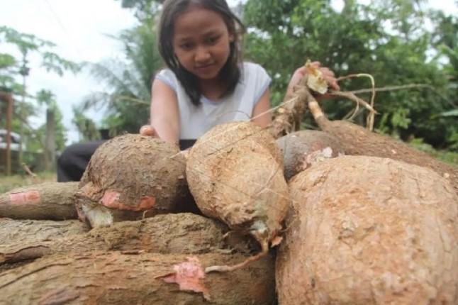 Singkong Jadi Prioritas Baru: Pemerintah Siapkan Larangan Impor Terbatas Demi Kedaulatan Pangan dan Energi