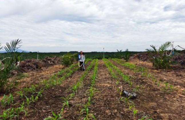 PalmCo Dorong Ketahanan Pangan Lewat Tumpang Sari di Lahan Sawit Tidak Produktif